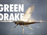 Green Drake