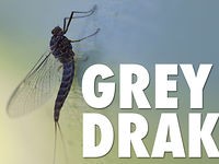 Hatches - Gray Drakes